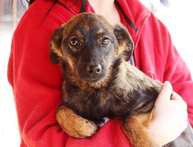 MINA - reserviert Dog Rescue / Tierhilfe Lebenswert e.V. (MP)