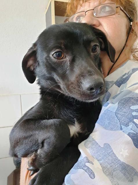 MONTRY (ROLLO, REX) - reserviert Dog Rescue / Tierhilfe Lebenswert e.V. (MP)