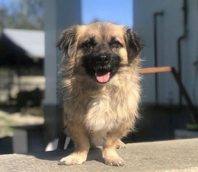 MRS KIM - reserviert Dog Rescue / IH (MP)