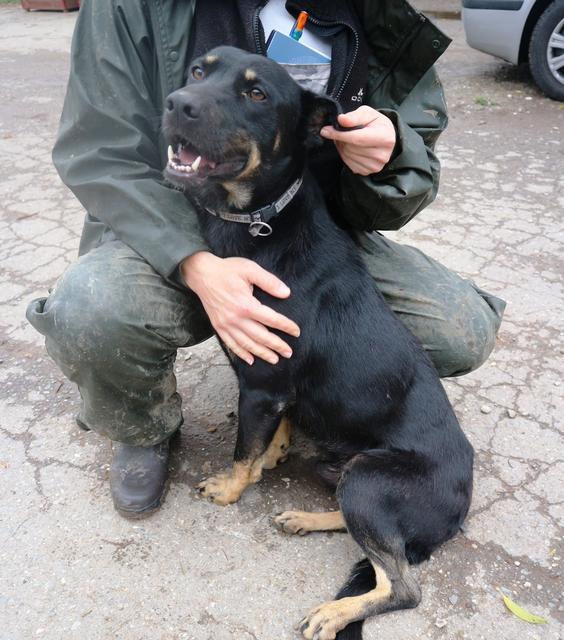 NITIS - reserviert Dog Resuce / Tierhilfe Lebenswert e.V. (MP)