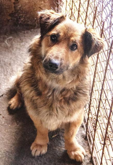 SONTJE - reserviert Dog Rescue / Tierhilfe Lebenswert e.V. (MP)