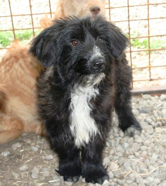 TEMPLU - reserviert Dog Rescue / Tierhilfe Lebenswert e.V. (MP)
