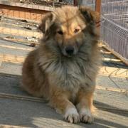 ANOUK