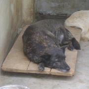 BROWNIE -reserviert-