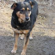 CHEYENNE* - reserviert Mihaela