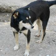 DALMA -reserviert-