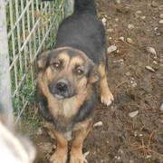 INDIRA - toughe, kleine Hundelady