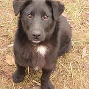 VIVIT - Hinterlaufprobleme - reserviert Casa Animale / NaTiNo