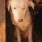 ACHOURA - - reserviert Casa Animale / NaTiNo