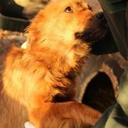 ELENYA - reserviert Casa Animale / NaTiNo