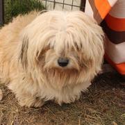 FRILLA - reserviert Casa Animale / NaTiNo