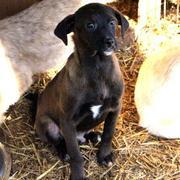 JUNO - reserviert Casa Animale / NaTiNo