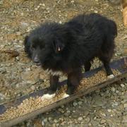 Ronja -reserviert-