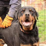 ATHOS - vor Ort adoptiert 06/2020