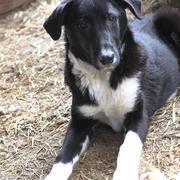 BALOU - am 09.03.19 vor Ort adoptiert