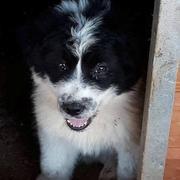BEBO - wurde in Rumänien adoptiert