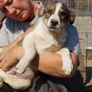 CHIPO -- wurde vom Besitzer wieder abgeholt