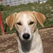 FLOYD --  adoptiert vor Ort