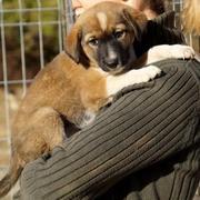 LEONA -- wurde vom Besitzer abgeholt