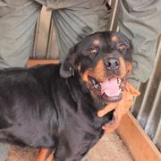 BAMBULI - toller Rottweiler!  -- in Rumänien adoptiert