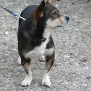 VIGGO