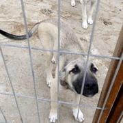 GRAUI - reserviert Tierheim Rüsselsheim