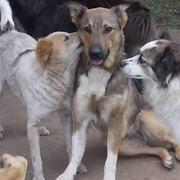 Iris -reserviert-
