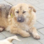 PIPPA - reserviert A.