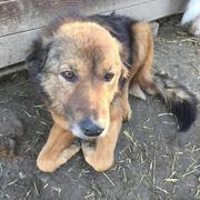 TED* - rechter Hinterlauf deformiert - reserviert Aniela