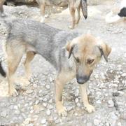 WILKA - ein tolles Hundemädchen