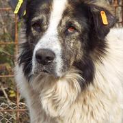 WINNIE - sanfter alter Kerl - reserviert (A)!