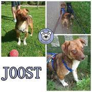 JOOST