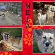 Mela