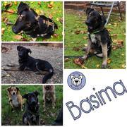 Basima in 29223 Celle - hat Interessenten -