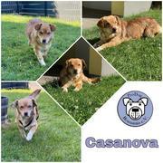 CASANOVA in 42579 Heiligenhaus ***reserviert***