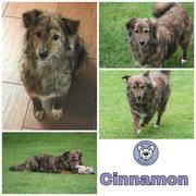 Cinnamon in 24960 Munkbrarup/Flensburg  reserviert