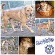 Colbie in 21514 Witzeeze reserviert