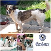 COLEO  in 50226 Frechen