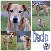 Dacio in 66482 Zweibrücken Pfalz *reserviert*