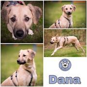 Dana in 21521 Dassendorf- reserviert