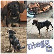 Diego in 24354 Rieseby / reserviert