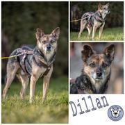 Dillan in 75417 Mühlacker ***RESERVIERT***