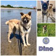 Dino —- reserviert —— auf Pflegestelle in 21723 Hollern