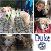 Duke in 34329 Nieste