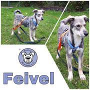 Feivel in 21255 Tostedt  reserviert