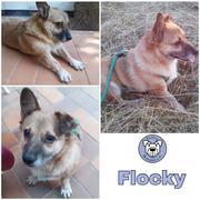 Flocky in 56379 Singhofen