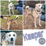 KASPER  in 56068 Koblenz - reserviert