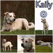 Kaily in 45355 Essen
