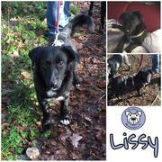 Lissy in Bochum oder Nordhorn