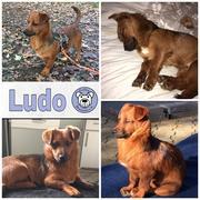 Ludo in 75177 Pforzheim / reserviert